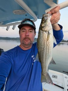 Striped Bass caught while fishing in Gainesville