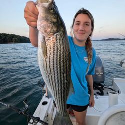 Striped bass caught in Gainesville, Florida