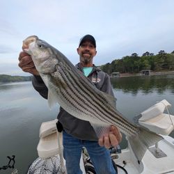 A striped bass caught while fishing in Gainesville