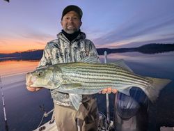 Striped bass caught in Gainesville