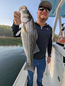 Striped bass caught in Gainesville