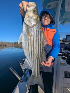 A striped bass, a 39-inch fish, caught by a person in Gainesville