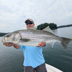 Striped Bass caught by angler in Gainesville