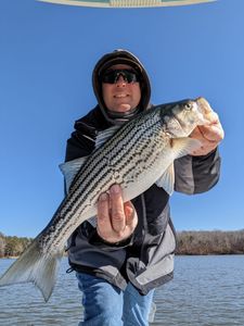 Striped bass caught while fishing in Gainesville