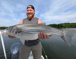 Striped bass caught by angler in Gainesville
