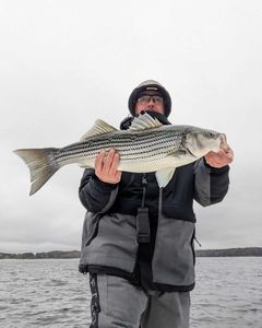 Striped bass caught by angler in Gainesville
