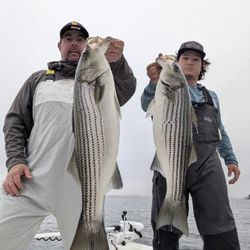 Two striped bass caught in Gainesville