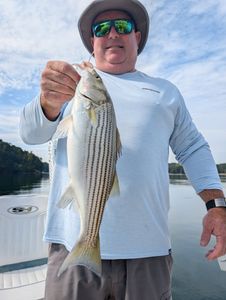 Striped bass caught while fishing in Gainesville