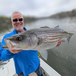 Striped bass caught by angler in Gainesville