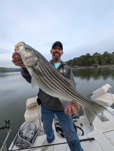 Striped bass caught by angler in Gainesville