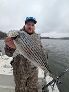 Striped bass being fished in Georgia