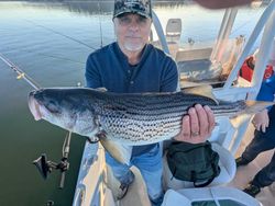 Striped bass caught while fishing in GA