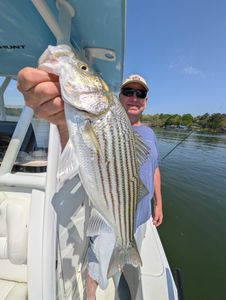 Striped bass caught in Georgia
