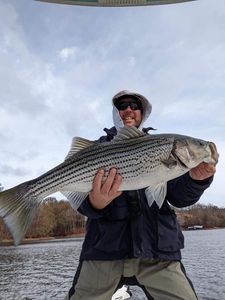 Striped bass caught fishing in GA