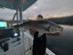 A striped bass caught while fishing in Georgia