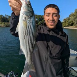Striped bass caught by angler in Georgia