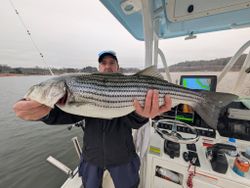 Striped bass caught while fishing in Georgia