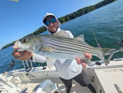Striped bass caught while fishing in Georgia