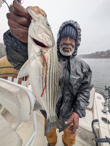 Striped bass caught while fishing in GA