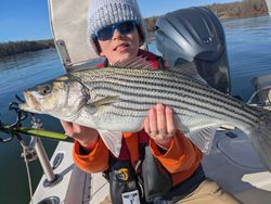 Striped bass caught in Georgia while fishing