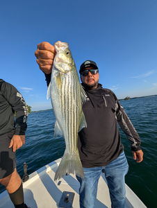 Big 37-inch Striped Bass reeled in on a clear day!