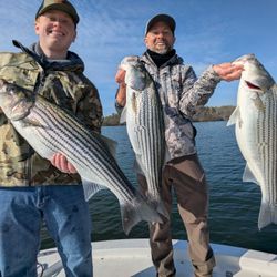 Three striped bass caught while fishing in GA