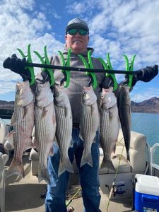 Five striped bass caught fishing at Gold Beach
