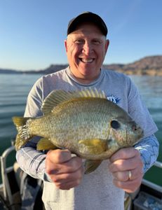 Redear Sunfish in OR