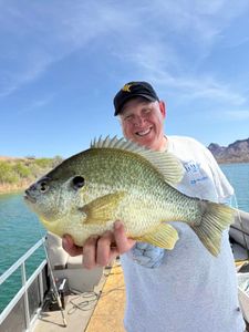 Redear Sunfish caught while fishing in OR