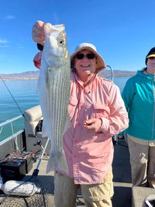 Striped bass caught fishing in OR