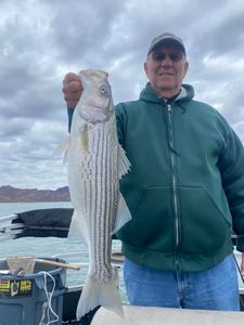 Striped bass fishing in OR
