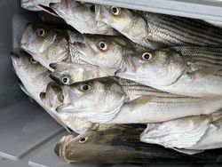 5 fishing in clifton