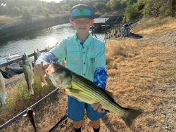 Three striped bass caught in Clifton