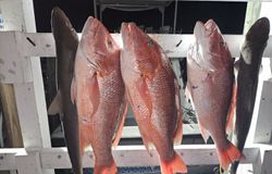 Two fish caught while fishing in Florida