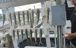 15 blue runner fish caught in Panama City