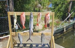 7 king mackerel, great barracuda, and little tunny fish caught in FL