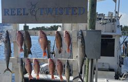 13 King Mackerel, Cero Mackerel, and Grey Snapper fish caught in Panama City