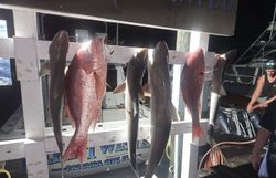 Four fish caught on a fishing tour in Panama City
