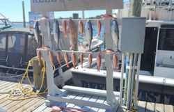 Photograph of a Mahi Mahi or Common Dolphinfish caught while fishing in Florida