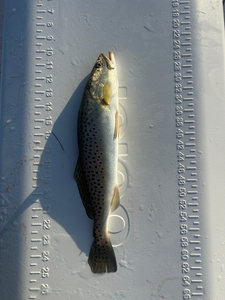 Caught a nice one!