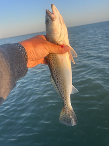 Caught a spotted beauty on my fishing trip!