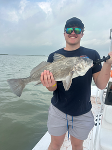 Fish-Species