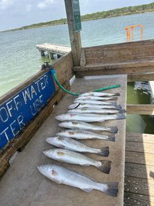 Fish-Species
