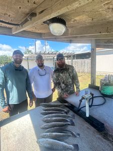 Fish-Species