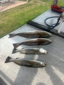 Reeled in a serious catch while Deep Sea Jigging and Drift Fishing at South Padre Island!