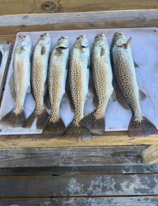 Five spotted weakfish caught while fishing in Texas