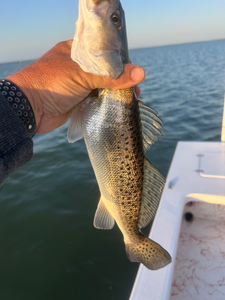 Handling the catch with care.