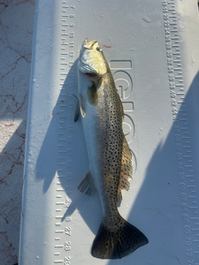 Looks like a nice catch!