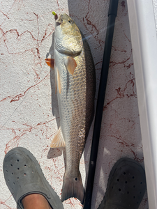 Nice redfish using light tackle and jigging techniques in clear conditions!