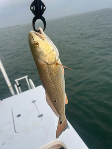 Reeling in the big one with a clever jigging technique in South Padre Island!